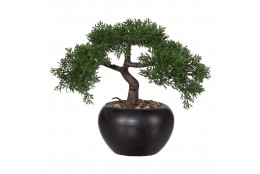 Bonsai cedr 25 cm