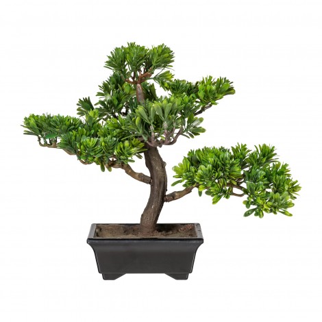 Bonsai Podocarpus 30 cm