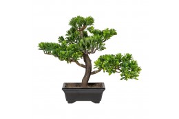 Bonsai Podocarpus 30 cm