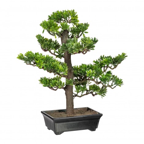 Bonsai Podocarpus 43 cm