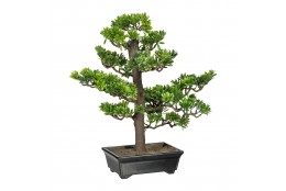 Bonsai Podocarpus 43 cm