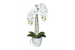 Orchidej v květináči, 43 cm