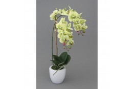 Orchidej v květináči, 43 cm