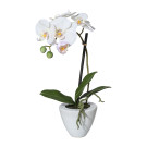 Orchidej v květináči, 36 cm