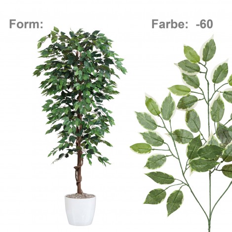 FICUS Benjamín zeleno-bílý, 150 cm