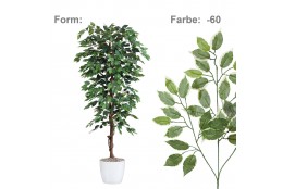 FICUS Benjamín zeleno-bílý, 150 cm