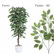 FICUS Benjamín zeleno-bílý, 150 cm