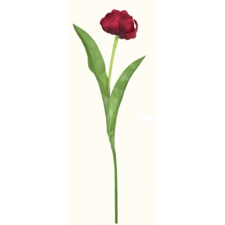 Tulipán velký  - červená