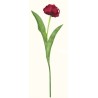 Tulipán velký  - červená