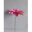 Dahlia