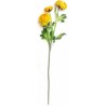 Ranunculus  - žlutá