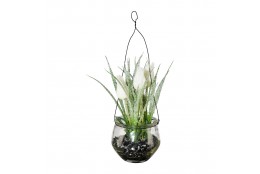 Tulipán závěs ve skle 24 cm
