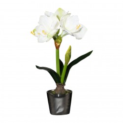 Amarylis v květináči 47 cm