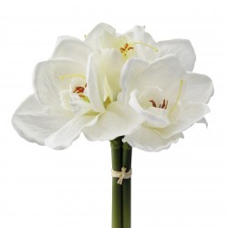 Amarylis bílý svazek 32 cm