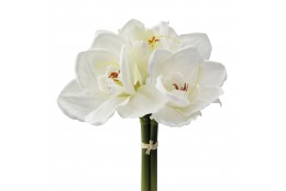 Amarylis bílý svazek 32 cm