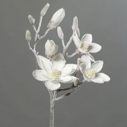 Magnolie bílá zasněžená 90 cm