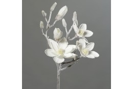 Magnolie bílá zasněžená 90 cm