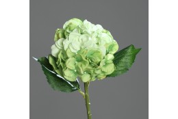 Hortenzie zelená 44 cm