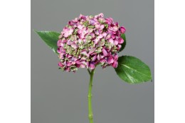 Hortenzie fuchsie - drobné květy 44 cm