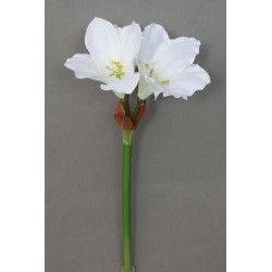 Amarylis krémový 52 cm