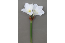 Amarylis krémový 52 cm