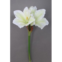 Amarylis krémovo-zelený 52 cm