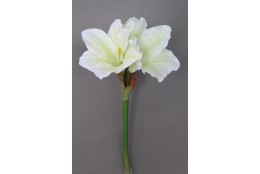 Amarylis krémovo-zelený 52 cm