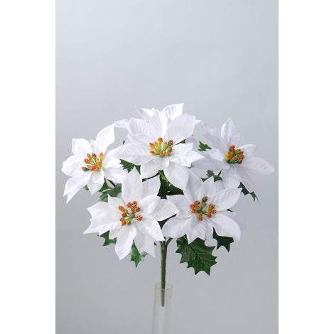 Poinsettie kytička