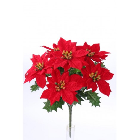 Poinsettie kytička