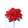 Poinsettie kytička
