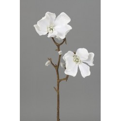 Magnolie zasněžená 49 cm