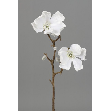 Magnolie zasněžená