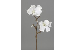 Magnolie zasněžená 49 cm
