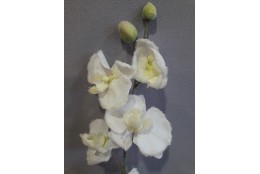 Orchidej zasněžená