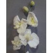 Orchidej zasněžená