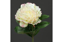 Pivoňka krémovo-zeleno-růžová 63 cm