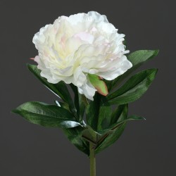 Pivoňka krémovo-růžová 63 cm