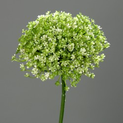 Česnek květ Allium zeleno-krémový 68 cm