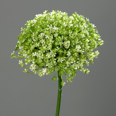 Česnek květ, Allium