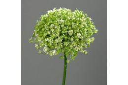 Česnek květ Allium zeleno-krémový 68 cm