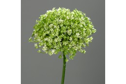Česnek květ, Allium