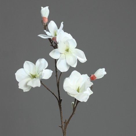Magnolie větev