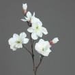 Magnolie větev