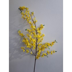 Zlatý déšť Forsythia 130 cm