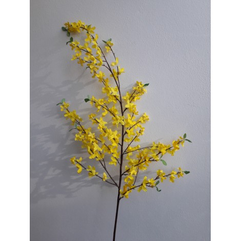 Forsythia (zlatý déšť), velká