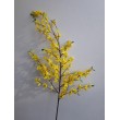 Forsythia (zlatý déšť), velká