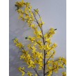 Forsythia (zlatý déšť), velká
