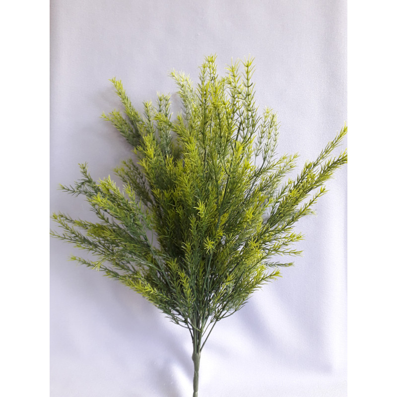 Asparagus svazek