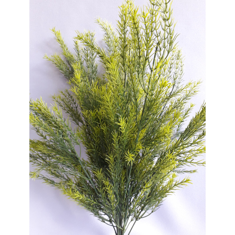 Asparagus svazek