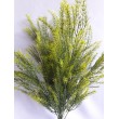 Asparagus svazek